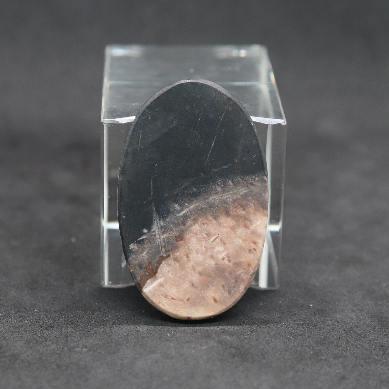 パームルートフォッシル38㎜